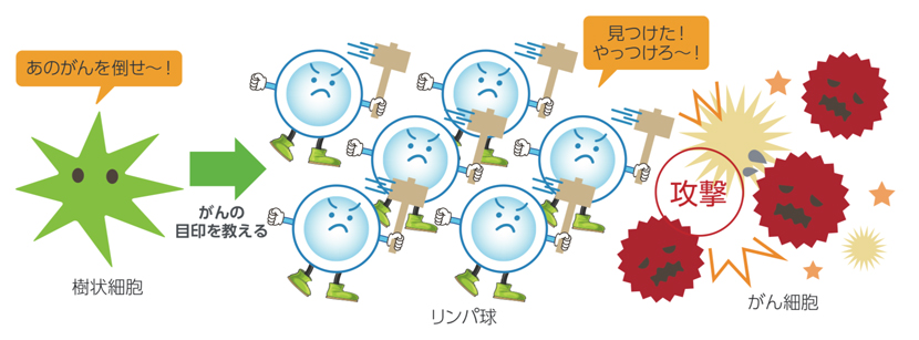 樹状細胞は、がん細胞を食べるリンパ球にがんの目印を教え、がん細胞を攻撃するよう指示を出す、「司令官」の役割を果たします。